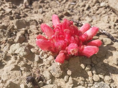 Hyobanche rubra, photographed by Brian du Preez