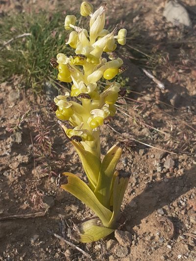 Pterygodium hallii, photographed by Brian du Preez