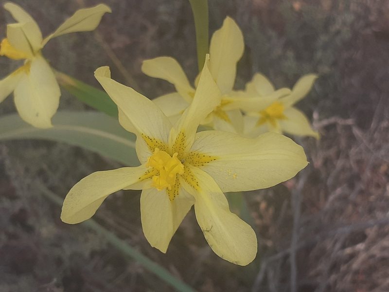 Moraea cookii, photographed by Brian du Preez