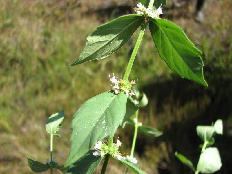 Lycopus amplectens, photographed by Chris Hoess