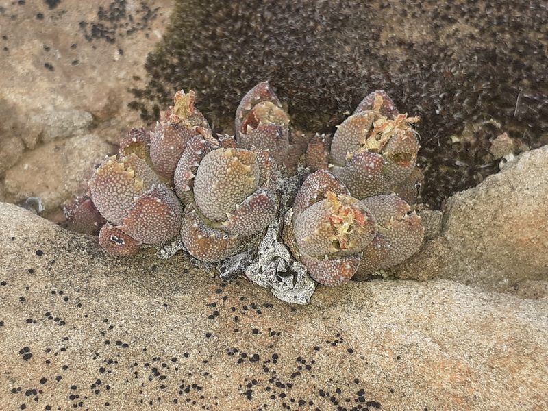 Stomatium suaveolens, photographed by Brian du Preez