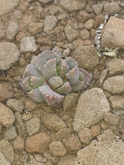 Stomatium suaveolens, photographed by Brian du Preez