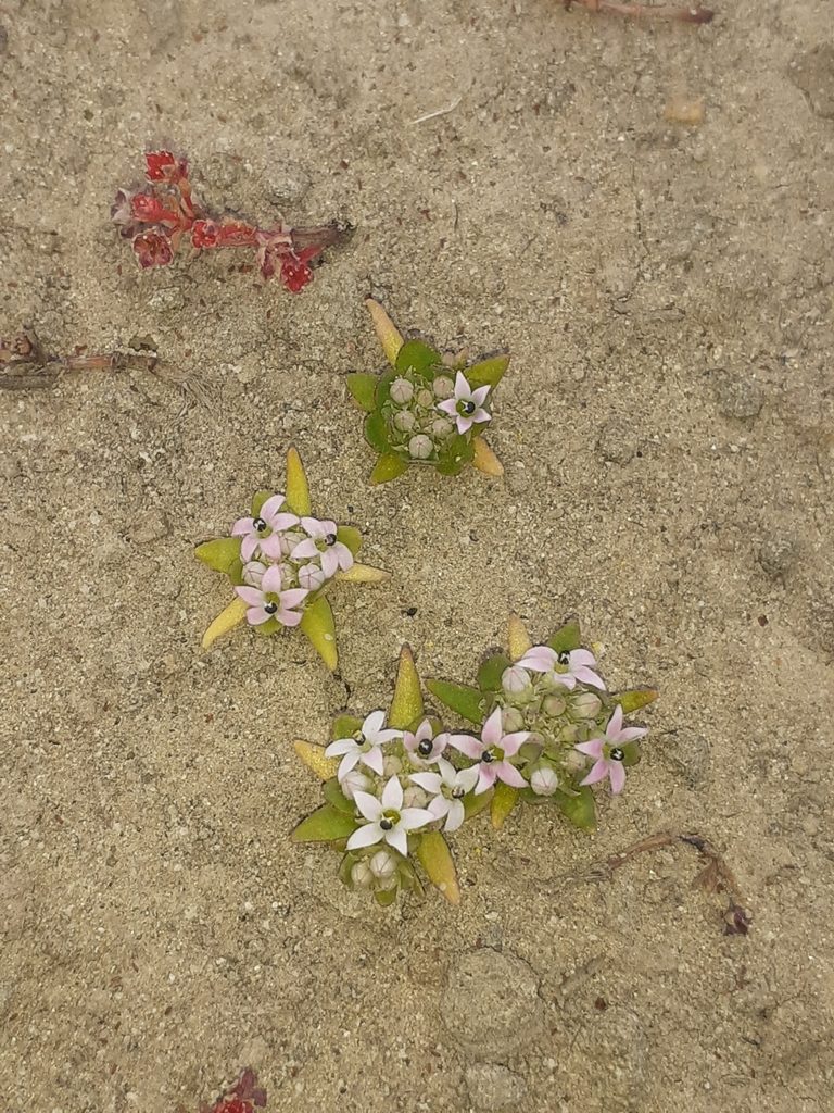 Lobelia quadrisepala, photographed by Brian du Preez