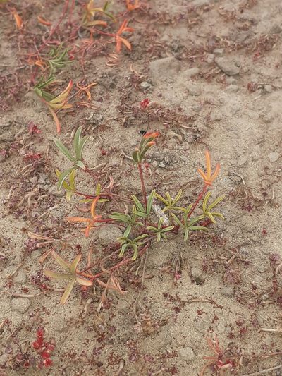 Oxalis odorata, photographed by Brian du Preez