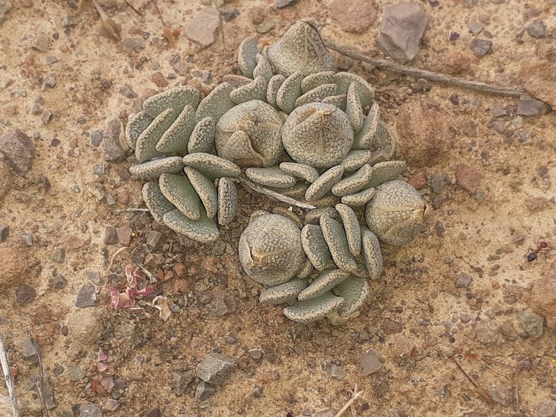 Aloinopsis spathulata, photographed by Brian du Preez