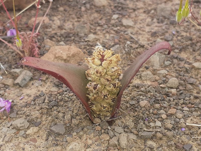 Lachenalia congesta, photographed by Brian du Preez