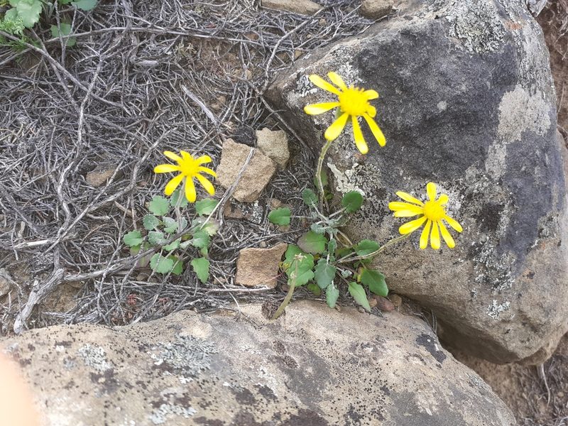 Bolandia pedunculosa, photographed by Brian du Preez