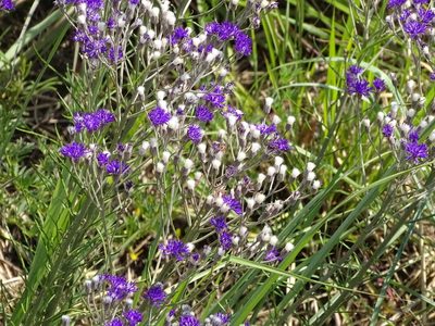 Hilliardiella capensis, photographed by Shaun Swanepoel