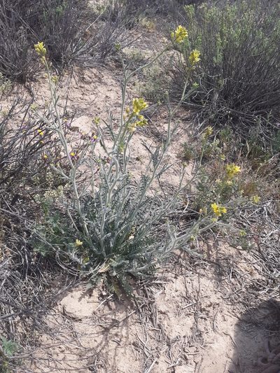 Sisymbrium capense, photographed by Brian du Preez