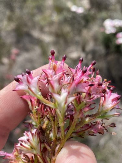 Serruria meisneriana, photographed by Dave U