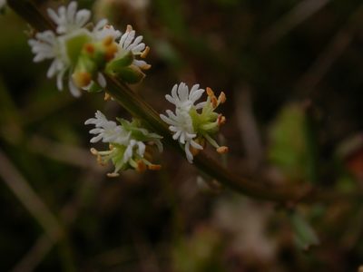 Sesamoides purpurascens, photographed by Yves Bas
