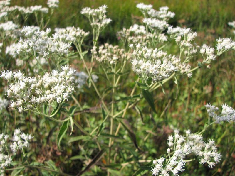 Eupatorium resinosum, photographed by Chris Hoess