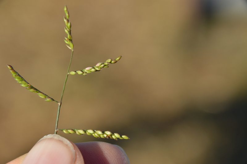 Urochloa reptans, photographed by Dan Johnson