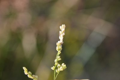 Steinchisma hians, photographed by Dan Johnson