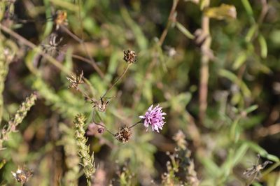 Palafoxia rosea, photographed by Dan Johnson