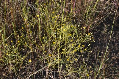 Gutierrezia dracunculoides, photographed by Dan Johnson