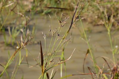 Rhynchospora corniculata, photographed by Dan Johnson