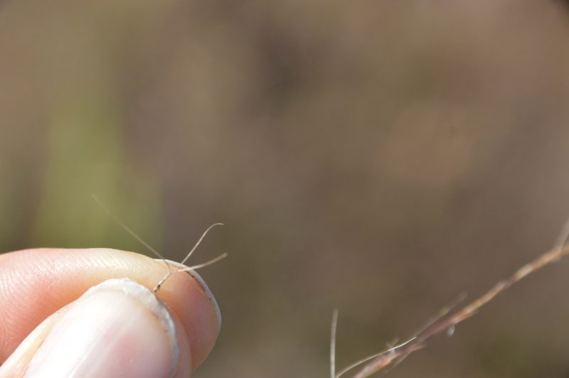 Aristida longespica, photographed by Dan Johnson
