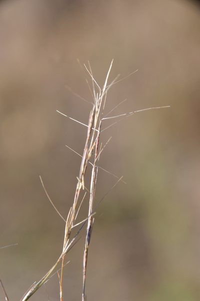 Aristida longespica, photographed by Dan Johnson