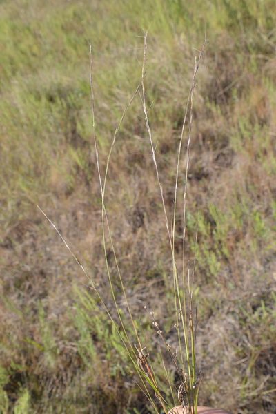 Aristida longespica, photographed by Dan Johnson