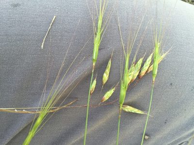 Aegilops triuncialis, photographed by Andre Hosper