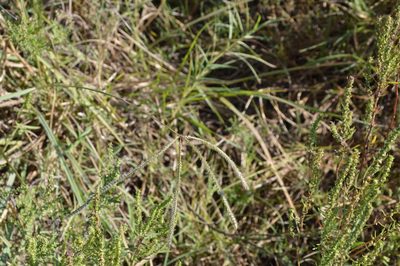 Stapfochloa canterae, photographed by Dan Johnson