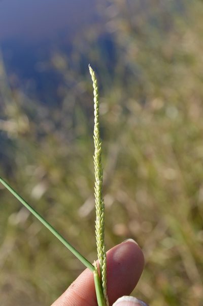 Setaria geminata, photographed by Dan Johnson