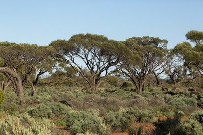 Acacia papyrocarpa, photographed by dhfischer