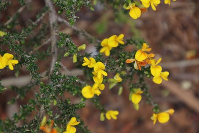 Aspalathus divaricata, photographed by Tony Rebelo