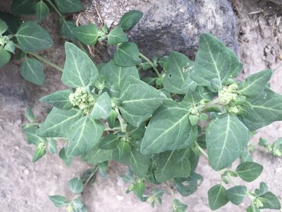 Chenopodium vulvaria, photographed by Andre Hosper