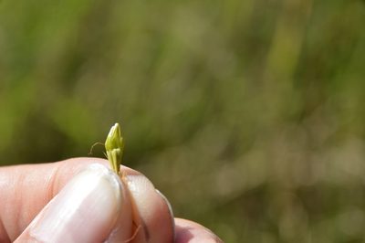 Rhynchospora corniculata, photographed by Dan Johnson
