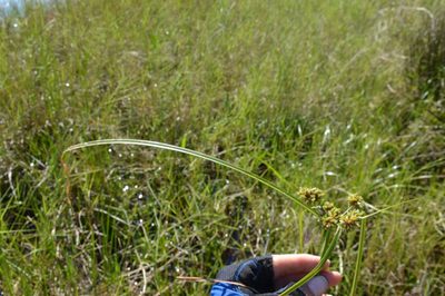Cyperus virens, photographed by Dan Johnson