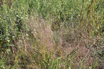 Muhlenbergia capillaris, photographed by Dan Johnson