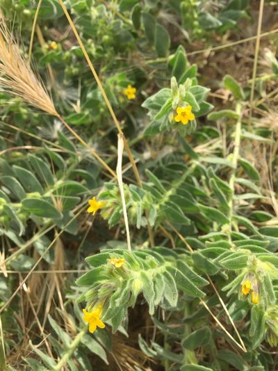 Alkanna orientalis, photographed by Andre Hosper
