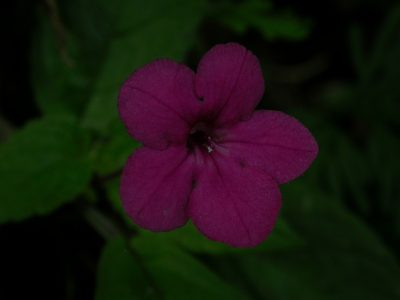 Chrysothemis melittifolia, photographed by Yves Bas