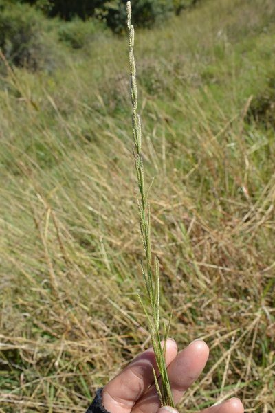 Leptochloa nealleyi, photographed by Dan Johnson