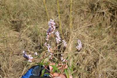 Persicaria bicornis, photographed by Dan Johnson