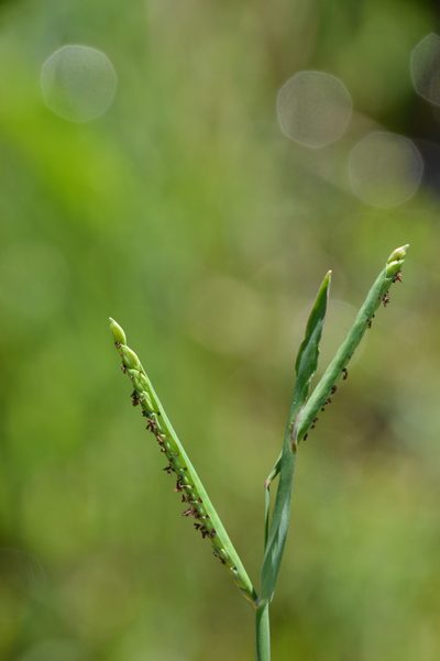 Paspalum acuminatum, photographed by Dan Johnson