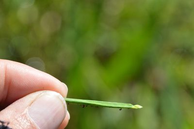 Paspalum acuminatum, photographed by Dan Johnson