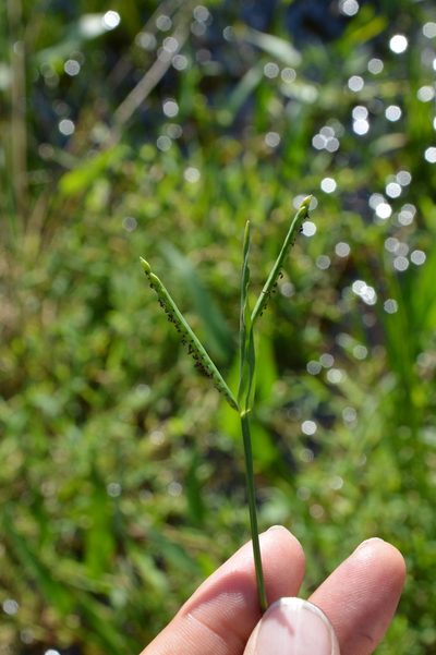 Paspalum acuminatum, photographed by Dan Johnson