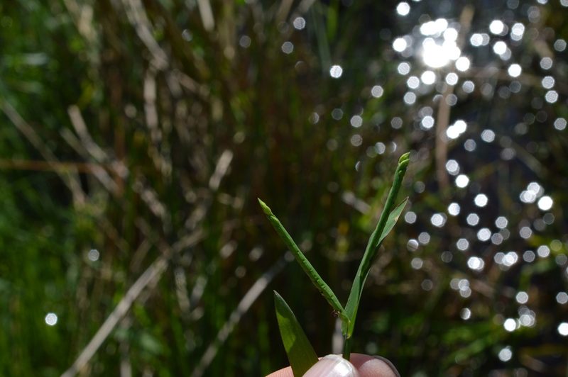 Paspalum acuminatum, photographed by Dan Johnson