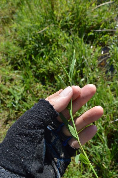 Paspalum acuminatum, photographed by Dan Johnson