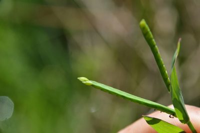 Paspalum acuminatum, photographed by Dan Johnson