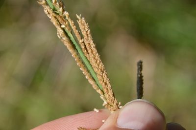 Leptochloa nealleyi, photographed by Dan Johnson