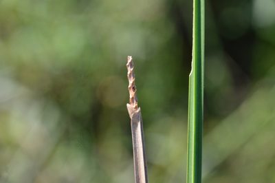 Eleocharis quadrangulata, photographed by Dan Johnson
