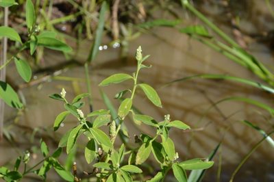 Sphenoclea zeylanica, photographed by Dan Johnson