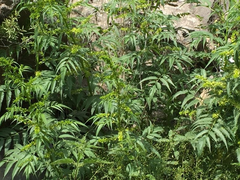 Datisca cannabina, photographed by Andre Hosper