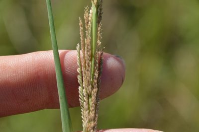 Leptochloa nealleyi, photographed by Dan Johnson