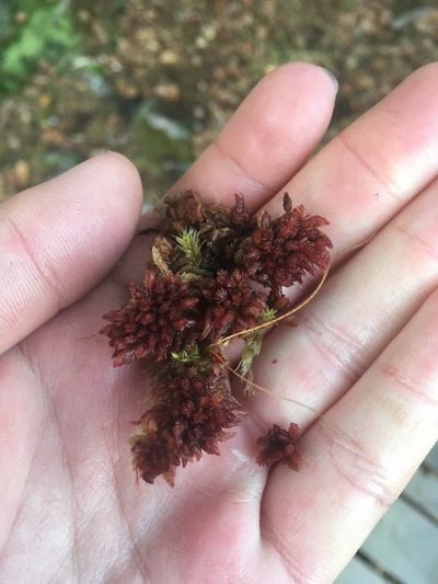 Sphagnum medium, photographed by Felix Seebauer