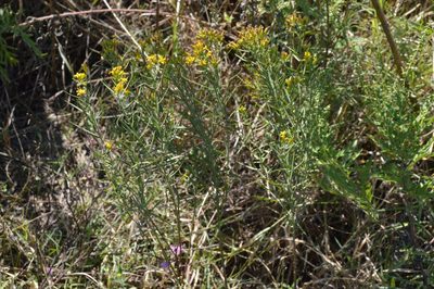Euthamia gymnospermoides, photographed by Dan Johnson